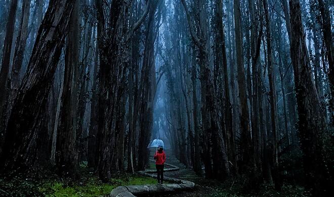 Mit dem iPhone 7 (Plus) aufgenommen: Nebliger Wald
