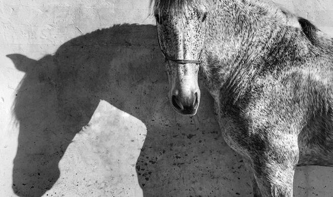 1. Platz der Kategorie „Animals“