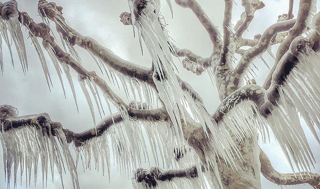 1. Platz der Kategorie „Trees“