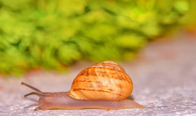 Internetausbau in Deutschland geht im Schneckentempo voran