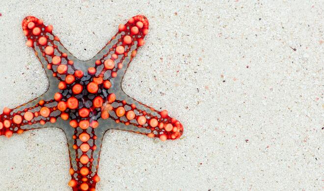 Was ist Apples Projekt „Star“?