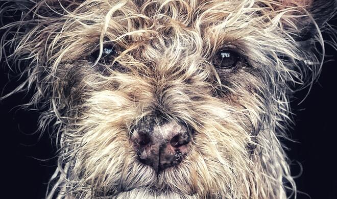 “Django” Old man baby dog