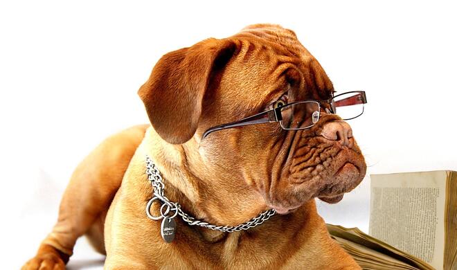 Auf den Hund gekommen