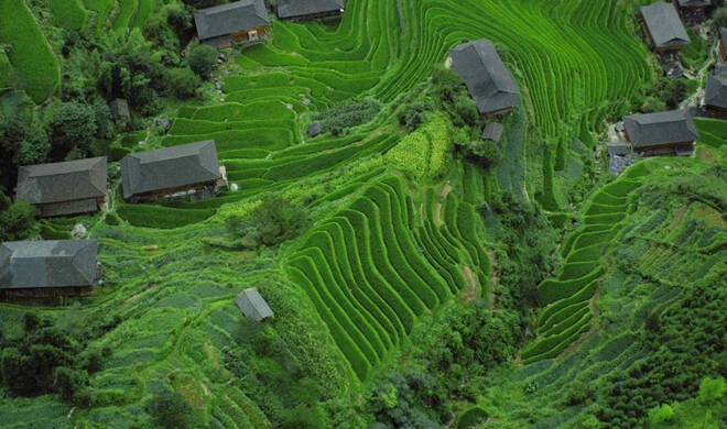 Reisterrassen von Longji