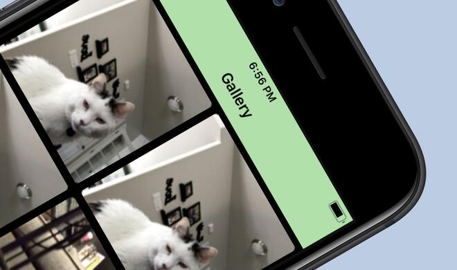 Selfies von der Katze anfertigen