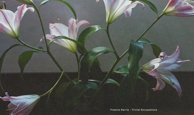 Francis Harris: Trivial Occupations