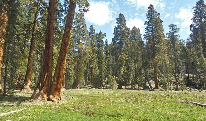 Round Meadow im Sequoia-Nationalpark
