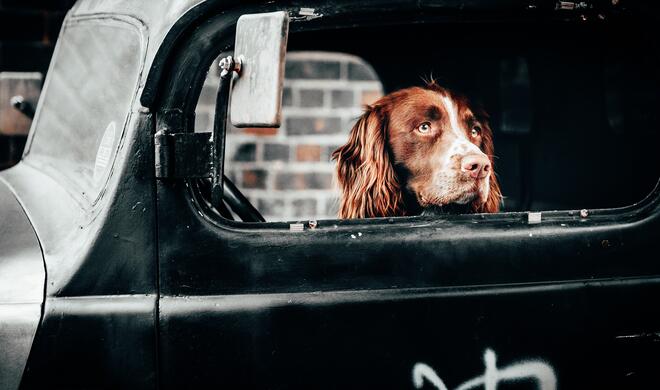 Apple erlaubt Entwicklern mittels Computervision Tiere auf Bildern zu erkennen