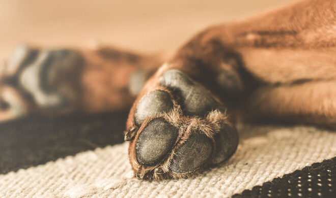 Touch ID mit der Hundepfote entsperren – Symbolbild