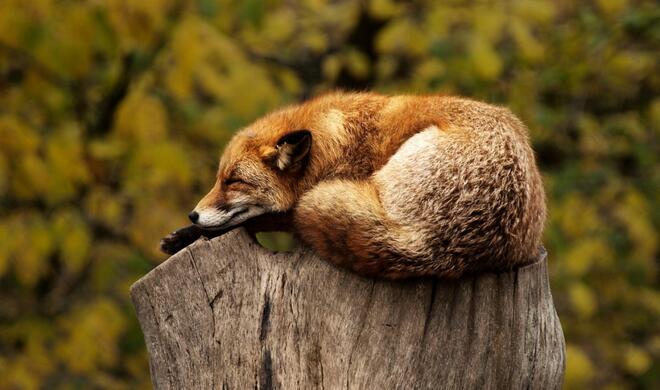 Apple möchte das Smart Home automatisieren, wenn es ans Schlafen geht