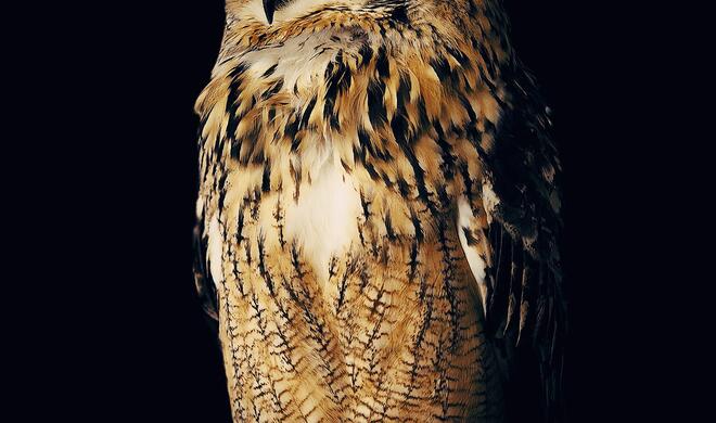 „Owl“
Ort: Kisarazu, Japan
Aufgenommen mit iPhone X