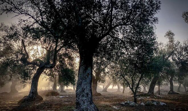 „Morning Mist“
Ort: Puglia, Italien
Aufgenommen mit iPhone X