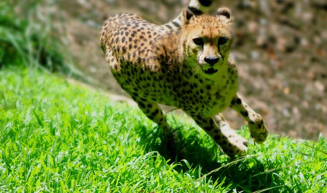Gepard