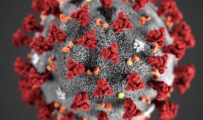 Das Corona-Virus