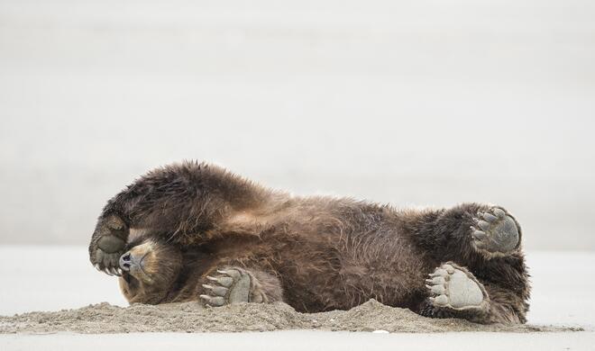 Deadly Fart | Amazing Internet Portfolio Award