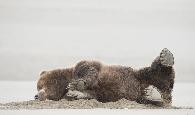 Deadly Fart | Amazing Internet Portfolio Award