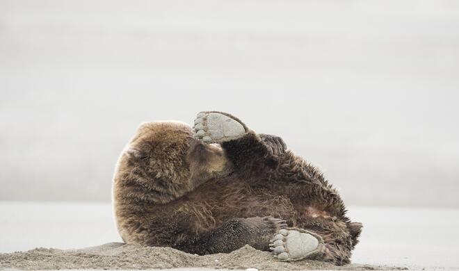 Deadly Fart | Amazing Internet Portfolio Award