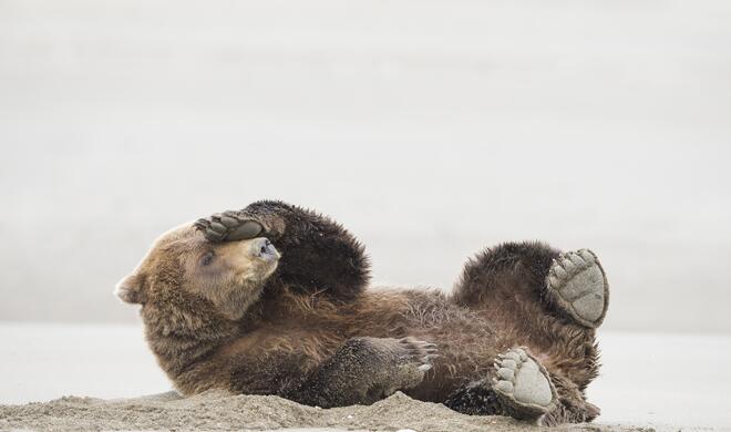 Deadly Fart | Amazing Internet Portfolio Award