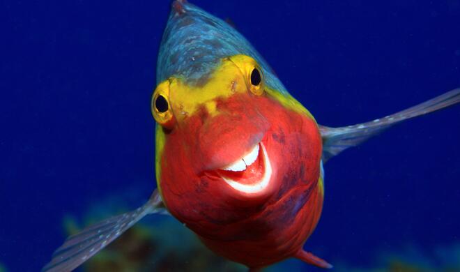 Smiley | Highly Commended Winners 2020