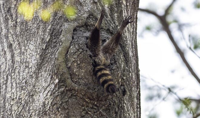 Almost time to get up | Alex Walker´s Serian Creatures On The Land Award