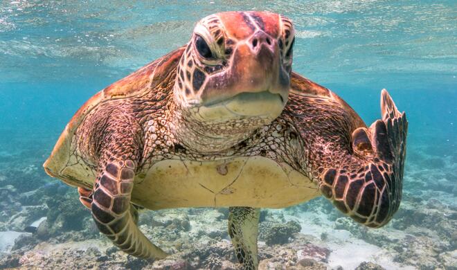 Terry the Turtle flipping the bird | Overall Winner, Creatures Under The Water