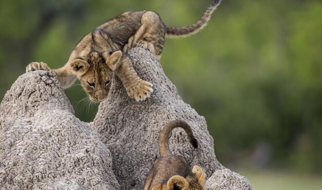I've got you this time! | Think Tank Photo Junior Category Winner