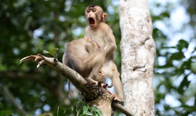 Monkey Business | Highly Commended Winners 2020