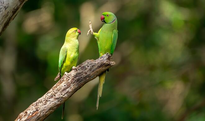 Social distance, please! | Highly Commended Winners 2020