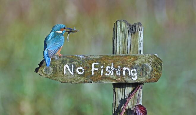 It's a Mocking Bird | Highly Commended Winners 2020
