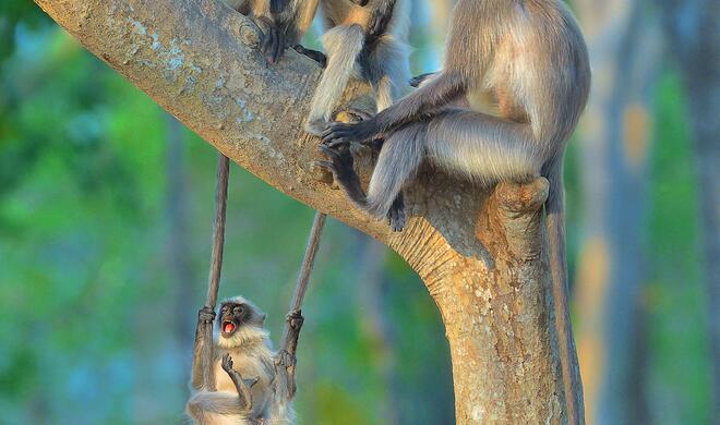 Fun For All Ages | Highly Commended Winners 2020