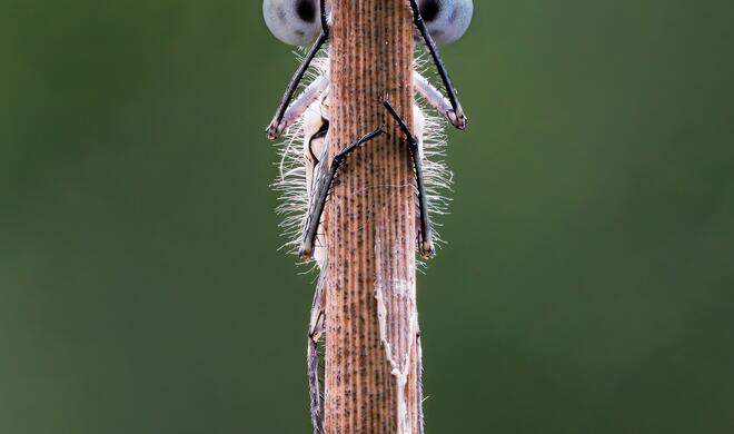 Hide and Seek | Spectrum Photo Creatures In The Air Award