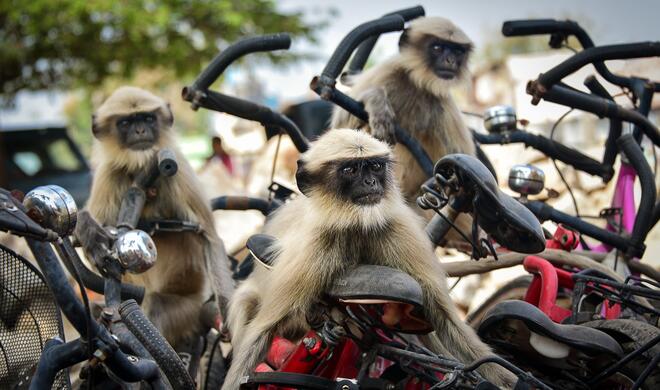 The race | Highly Commended Winners 2020