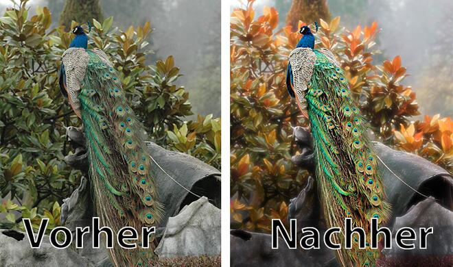 Vorher-Nachher-Vergleich eines Fotos, das mit Pixelmator bearbeitet wurde.