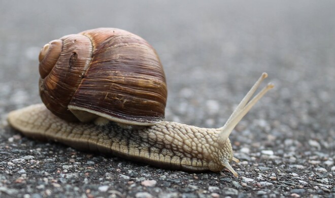 Werden iPhones durch iOS 14.5 langsamer?