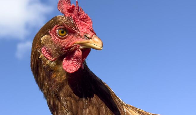 Dieses Foto ist herangezoomt aus ...