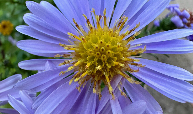 Das Bild mit der insgesamt höchsten Punktzahl ist ein Makro-Bild, das wir mit dem iPhone 14 Pro geschossen haben.