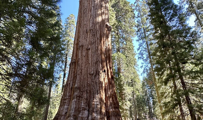 Der größte Baum der Welt: Der Sequioa „General Sherman“