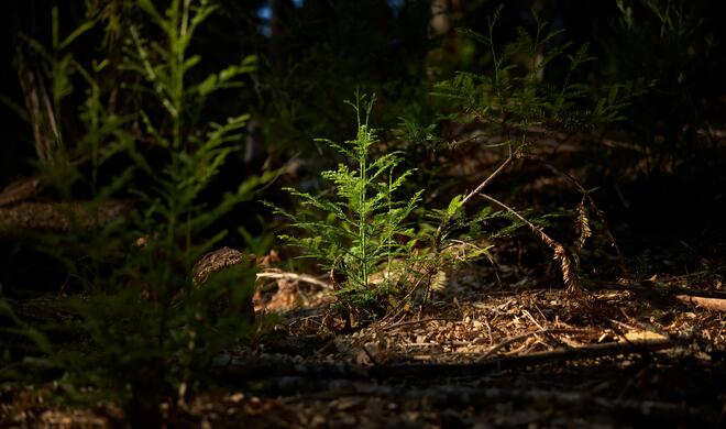 Apple investiert in den Redwood Forest