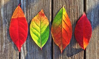 Das Herbst-Bundle von MacUpate hilft bares Geld sparen